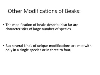 Other Modifications of Beaks:
• The modification of beaks described so far are
characteristics of large number of species.
• But several kinds of unique modifications are met with
only in a single species or in three to four.
 