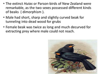 • The extinct Huias or Parson-birds of New Zealand were
remarkable, as the two sexes possessed different kinds
of beaks ( dimorphism ).
• Male had short, sharp and slightly curved beak for
tunneling into dead wood for grubs
• Female beak was twice as long and much decurved for
extracting prey where male could not reach.
 
