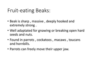 Fruit-eating Beaks:
• Beak is sharp , massive , deeply hooked and
extremely strong .
• Well adaptated for gnawing or breaking open hard
seeds and nuts.
• Found in parrots , cockatoos , macaws , toucans
and hornbills.
• Parrots can freely move their upper jaw.
 