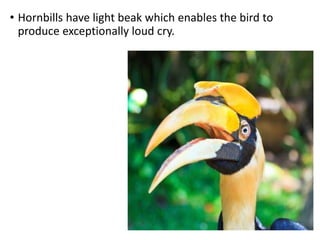 • Hornbills have light beak which enables the bird to
produce exceptionally loud cry.
 