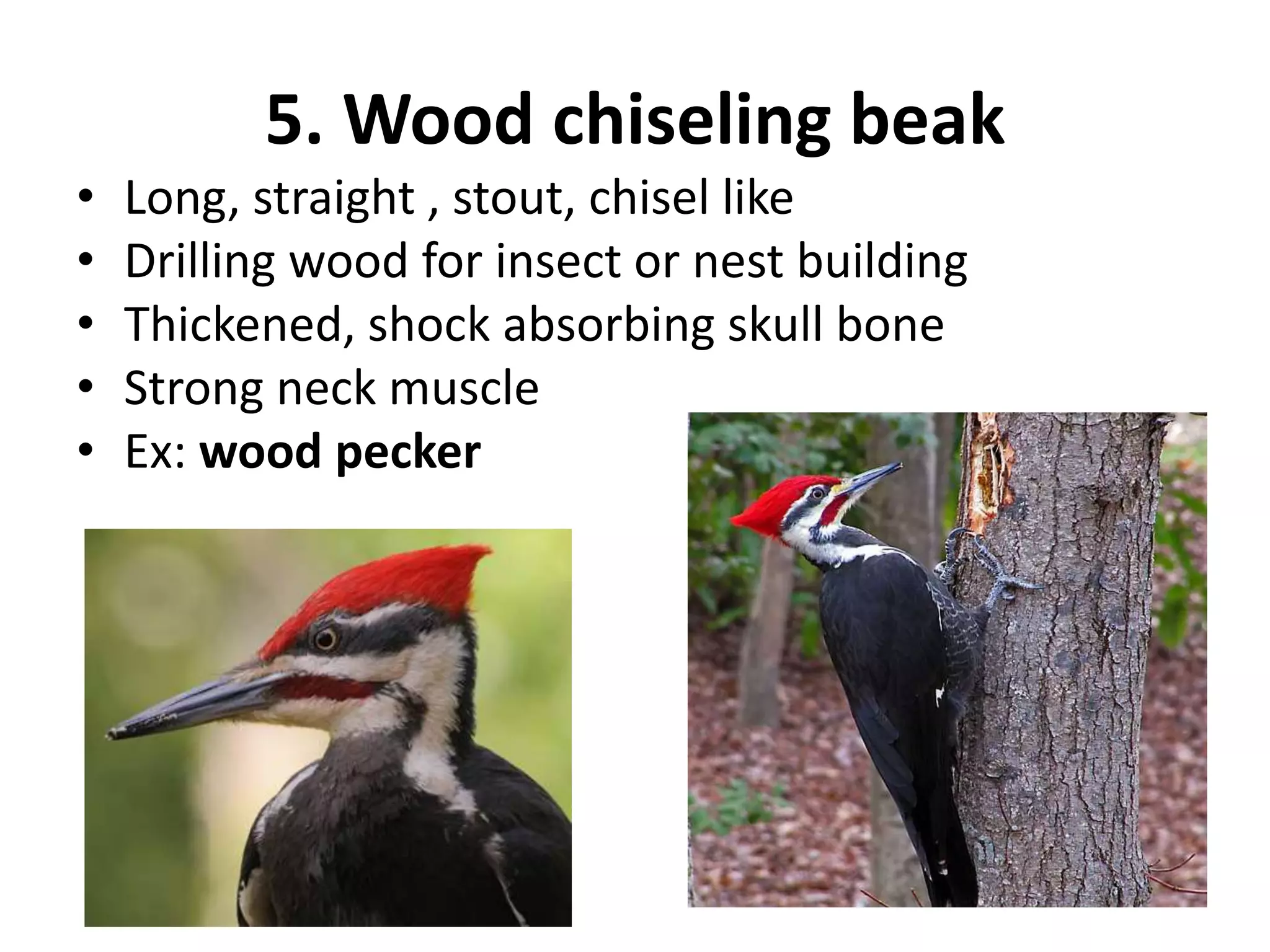 5. Wood chiseling beak
• Long, straight , stout, chisel like
• Drilling wood for insect or nest building
• Thickened, shock absorbing skull bone
• Strong neck muscle
• Ex: wood pecker
 