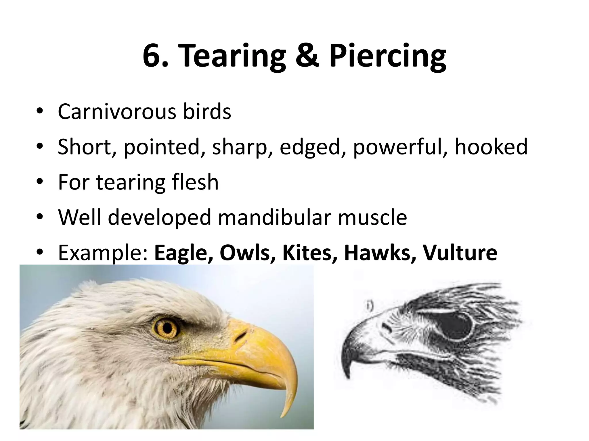 6. Tearing & Piercing
• Carnivorous birds
• Short, pointed, sharp, edged, powerful, hooked
• For tearing flesh
• Well developed mandibular muscle
• Example: Eagle, Owls, Kites, Hawks, Vulture
 