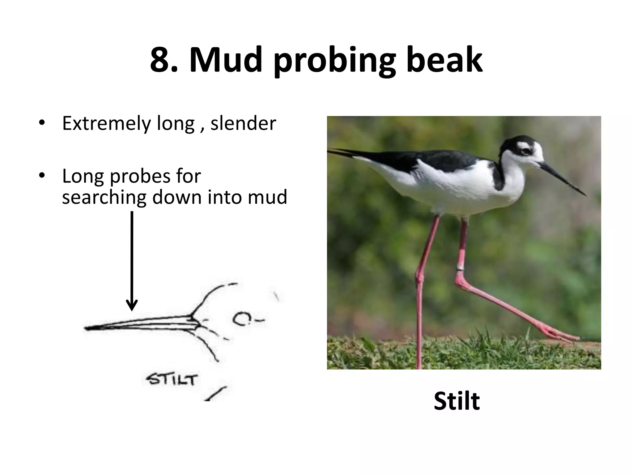 8. Mud probing beak
• Extremely long , slender
• Long probes for
searching down into mud
Stilt
 
