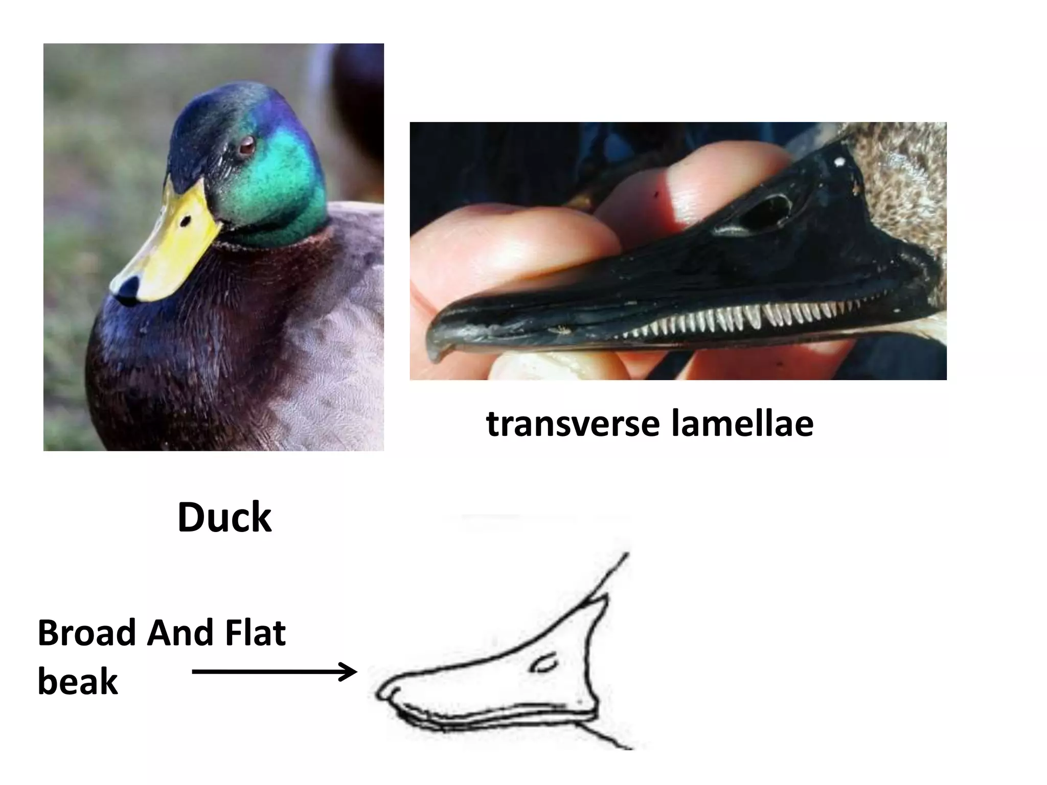 Broad And Flat
beak
Duck
transverse lamellae
 