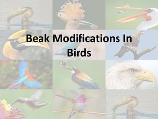 Beak Modifications In
Birds
 