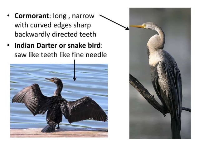 Beak modifications in birds | PPTX