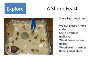 A Shore Feast Shore Feast food items Walnut pieces = mole crabs Shells = various mollusks Wood flowers = sand dollars Wood...