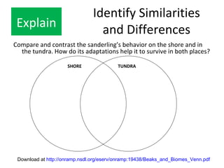 Identify Similarities and Differences <ul><li>Compare and contrast the sanderling’s behavior on the shore and in the tundr...