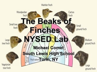 The Beaks of Finches  NYSED Lab Michael Comet South Lewis High School Turin, NY 