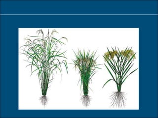 Green revolution is based on creation of ‘social
plants’
 