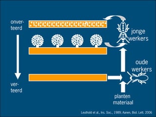 jonge
werkers
oude
werkers
planten
materiaal
onver-
teerd
ver-
teerd
Leuthold et al., Ins. Soc., 1989; Aanen, Biol. Lett. 2006
 