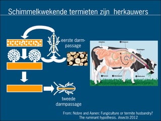 eerste darm-
passage
tweede
darmpassage
Schimmelkwekende termieten zijn herkauwers
From: Nobre and Aanen: Fungiculture or termite husbandry?
The ruminant hypothesis. Insects 2012
 