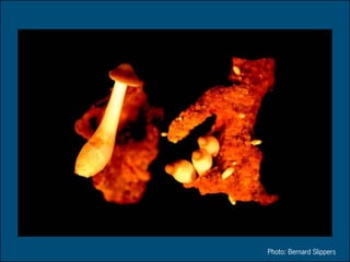 Photo: Bernard Slippers
 