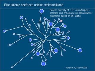 7
8
4
9
4
78
9
7
3
4
3
4
1
1
111
1
1
1
1
1
1
1
1
1
1 1
1
1
1
1
1
1
1
1
1
1
1
1
11
1*1
1
1
1
1
Elke kolonie heeft een unieke schimmelkloon
Genetic diversity of 113 Termitomyces
samples from 49 colonies of Macrotermes
natalensis, based on EF1 alpha.
Aanen et al., Science 2009
 
