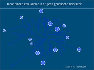 7
4
9
4
78
9
7
3
4
3
4
1
1
111
1
1
1
1
1
1
1
1
1
1 1
1
1
1
1
1
1
1
1
1
1
1
1
11
1*1
1
1
1
1
8
... maar binnen een kolonie is er geen genetische diversiteit
Aanen et al., Science 2009
 
