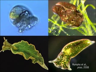 Rumpho et al.,
pnas, 2008
 