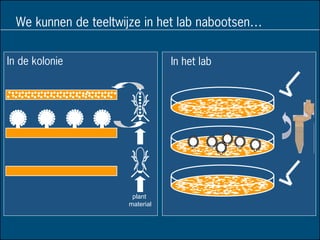We kunnen de teeltwijze in het lab nabootsen…
In de kolonie
plant
material
In het lab
 