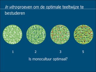 In vitro-proeven om de optimale teeltwijze te
bestuderen
3 5
Is monocultuur optimaal?
1 2
 