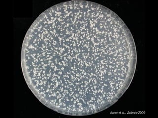 Aanen et al., Science 2009
 