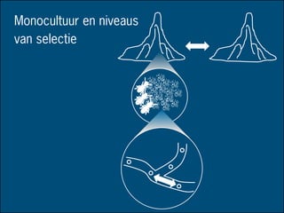 v
Monocultuur en niveaus
van selectie
 