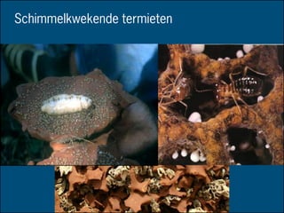 Schimmelkwekende termieten
 