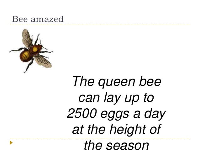 Be Amazed By Bees Be Amazed By Bees