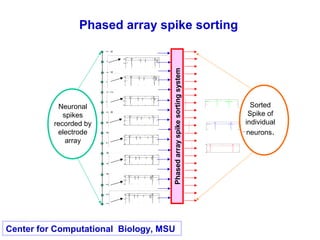 Phased array spike sorting
0.139
0.544−
Ey 1n t( )
1.2 10
4
×0 t
0.056
0.205−
Ey 2n t( )
1.2 10
4
×0 t
0.042
0.187−
Ey 3n t( )
1.2 10
4
×0 t
Sorted
Spike of
individual
neurons.
12341
6
567891
4
1
5
1
3
1
2
1
1
1
0
0.139
0.534−
Rn 3 t,( )
1.2 10
4
×0 t
0.183
0.539−
Rn 5 t,( )
1.2 10
4
×0 t
0.147
0.534−
Rn 7 t,( )
1.2 10
4
×0 t
0.147
0.534−
Rn 9 t,( )
1.2 10
4
×0 t
0.183
0.539−
Rn 11 t,( )
1.2 10
4
×0 t
0.139
0.534−
Rn 13 t,( )
1.2 10
4
×0 t
0.14
0.534−
Rn 1 t,( )
1.2 10
4
×0 t
0.148
0.534−
Rn 15 t,( )
1.2 10
4
×0 t
Neuronal
spikes
recorded by
electrode
array
Phasedarrayspikesortingsystem
Center for Computational Biology, MSU
 