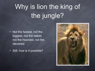 Why is lion the king of the jungle? Not the fastest, not the biggest, not the tallest, not the heaviest, not the cleverest Still, how is it possible? 