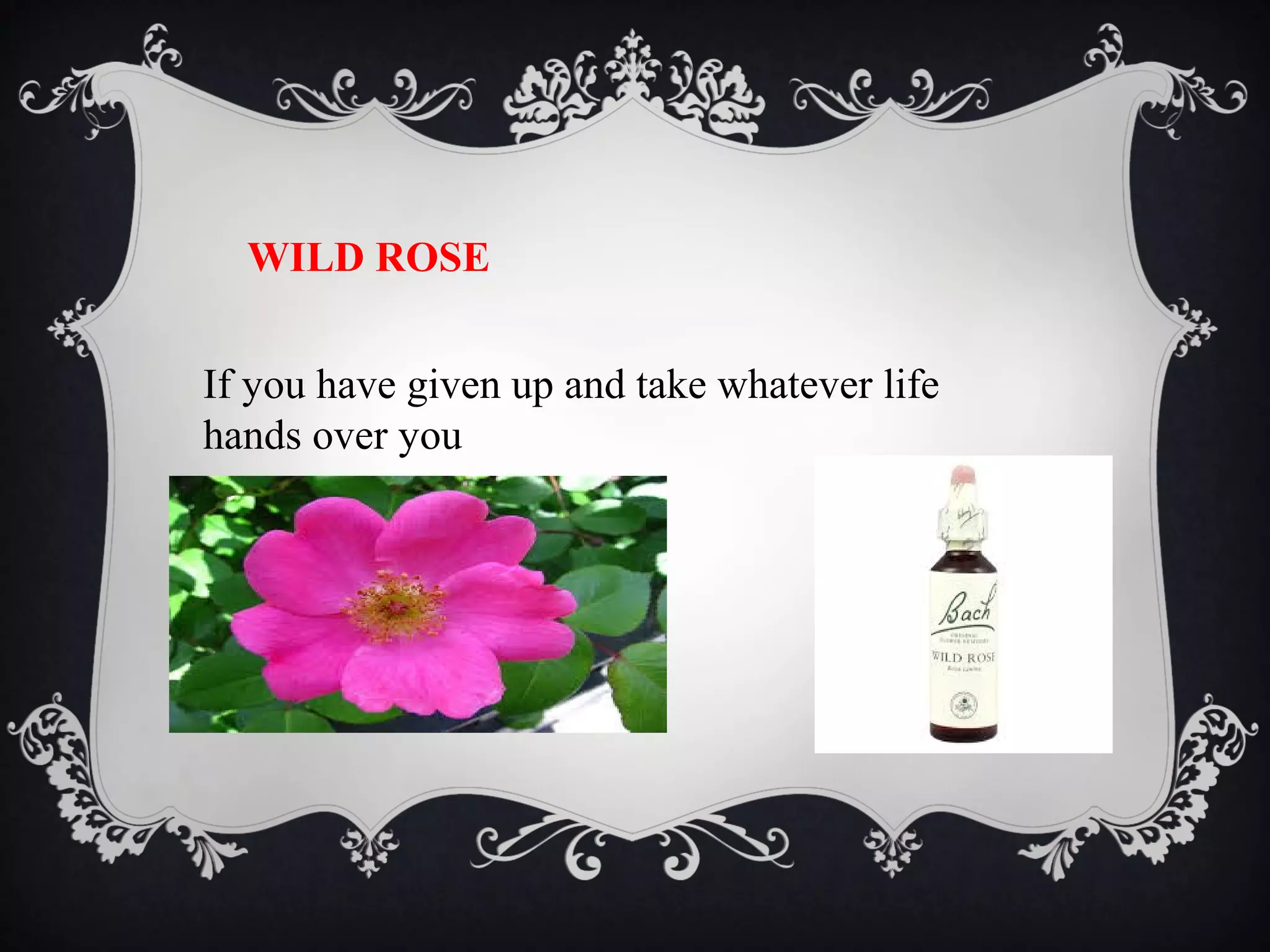 WILD ROSE
If you have given up and take whatever life
hands over you

 