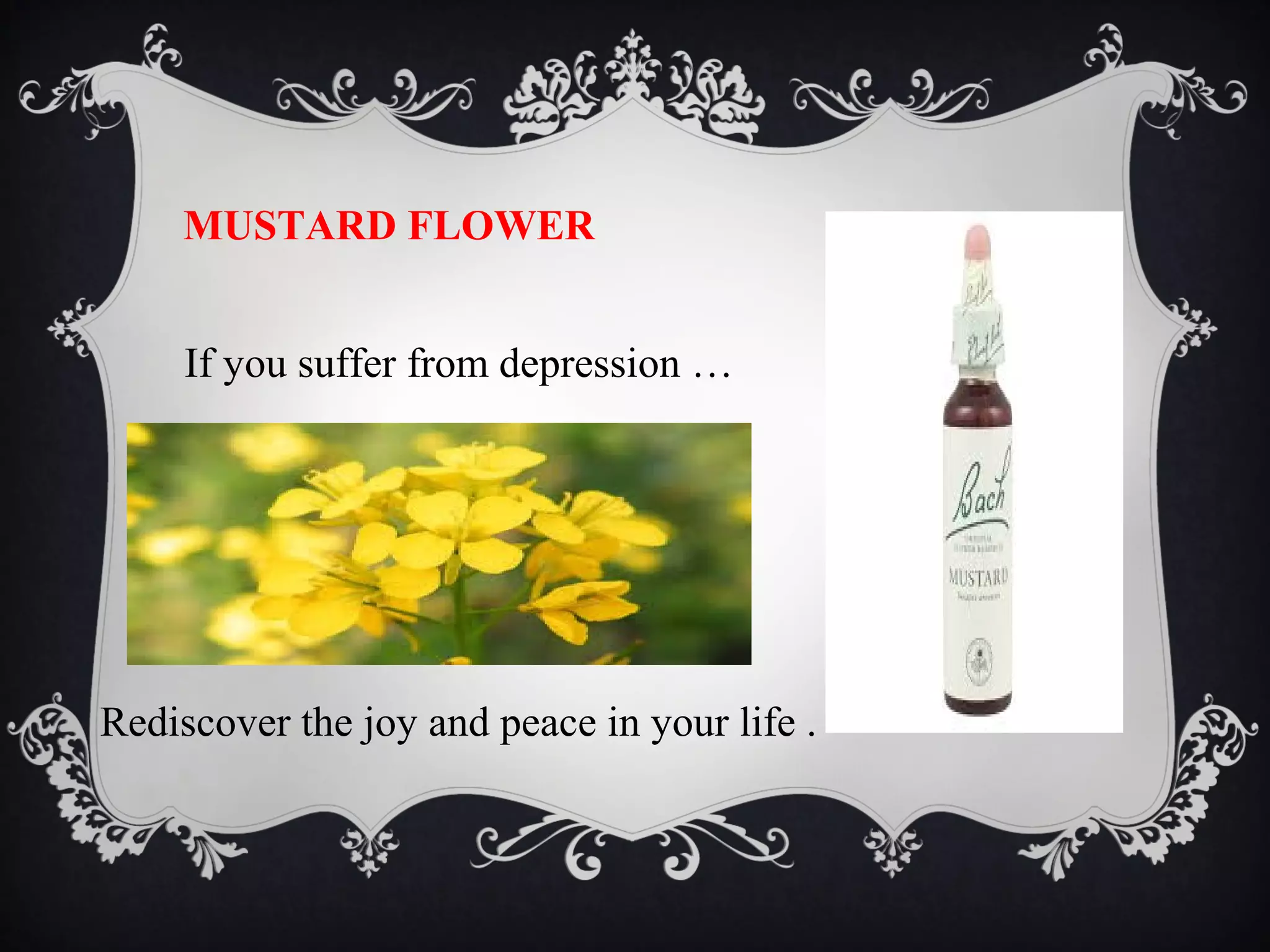 MUSTARD FLOWER
If you suffer from depression …

Rediscover the joy and peace in your life .

 