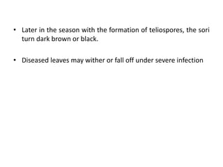 • Later in the season with the formation of teliospores, the sori
turn dark brown or black.
• Diseased leaves may wither or fall off under severe infection
 