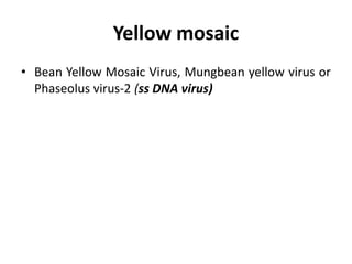 Yellow mosaic
• Bean Yellow Mosaic Virus, Mungbean yellow virus or
Phaseolus virus-2 (ss DNA virus)
 