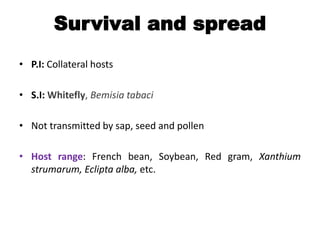 Survival and spread
• P.I: Collateral hosts
• S.I: Whitefly, Bemisia tabaci
• Not transmitted by sap, seed and pollen
• Host range: French bean, Soybean, Red gram, Xanthium
strumarum, Eclipta alba, etc.
 