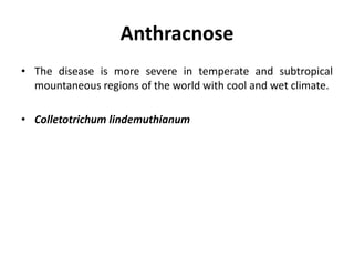 Anthracnose
• The disease is more severe in temperate and subtropical
mountaneous regions of the world with cool and wet climate.
• Colletotrichum lindemuthianum
 