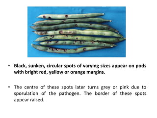 • Black, sunken, circular spots of varying sizes appear on pods
with bright red, yellow or orange margins.
• The centre of these spots later turns grey or pink due to
sporulation of the pathogen. The border of these spots
appear raised.
 