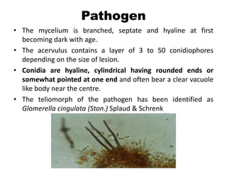 Pathogen
• The mycelium is branched, septate and hyaline at first
becoming dark with age.
• The acervulus contains a layer of 3 to 50 conidiophores
depending on the size of lesion.
• Conidia are hyaline, cylindrical having rounded ends or
somewhat pointed at one end and often bear a clear vacuole
like body near the centre.
• The teliomorph of the pathogen has been identified as
Glomerella cingulata (Ston.) Splaud & Schrenk
 
