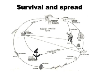 Survival and spread
 