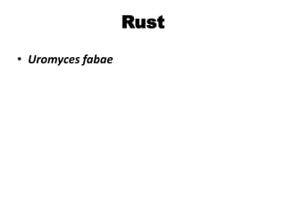 Rust
• Uromyces fabae
 