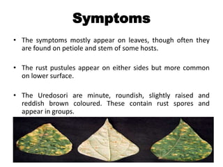 Symptoms
• The symptoms mostly appear on leaves, though often they
are found on petiole and stem of some hosts.
• The rust pustules appear on either sides but more common
on lower surface.
• The Uredosori are minute, roundish, slightly raised and
reddish brown coloured. These contain rust spores and
appear in groups.
 