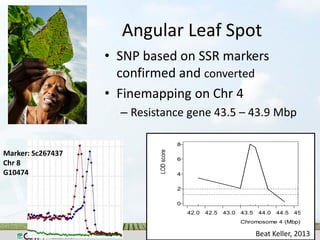 Angular Leaf Spot
Marker: Sc267437
Chr 8
G10474
Marker: P50
Chr. 4
G5686
• SNP based on SSR markers
confirmed and converte...