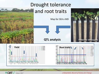 Drought tolerance
and root traits
-1
Yield Root traits
QTL analysis Federico Velasquez
Map for SEA x MD
 