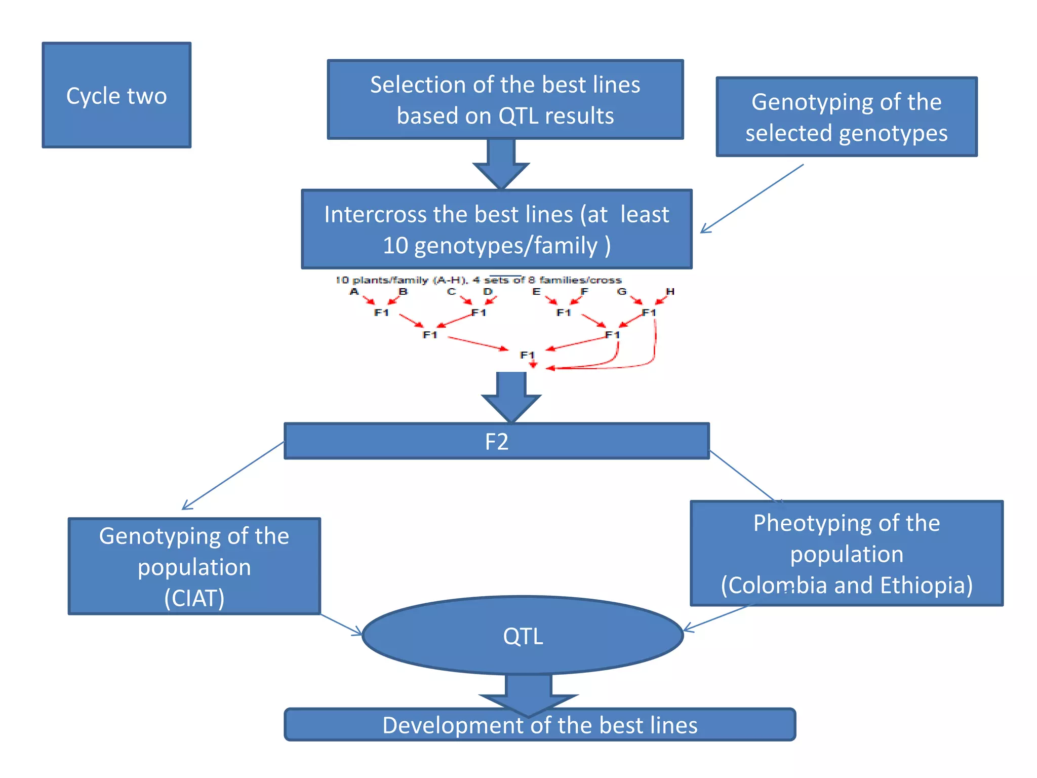 Cycle two                 Selection of the best lines
                                                               Genotyping of the
                            based on QTL results
                                                              selected genotypes


                      Intercross the best lines (at least
                            10 genotypes/family )




                                      F2


                                                               Pheotyping of the
  Genotyping of the
     population                                                   population
                                                            (Colombia and Ethiopia)
       (CIAT)
                                        QTL


                           Development of the best lines
 