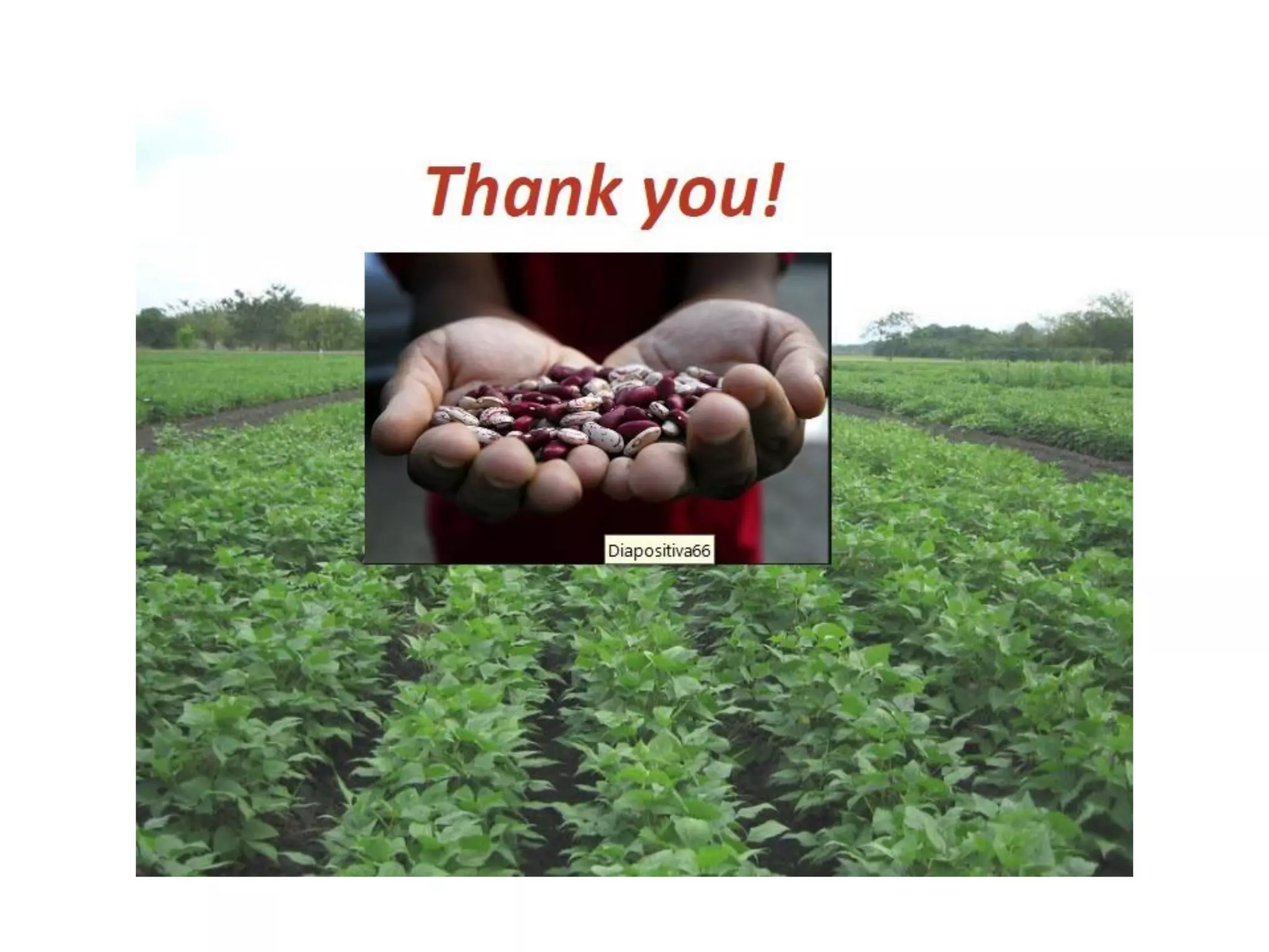 TLI 2012: Bean breeding - Ethiopia