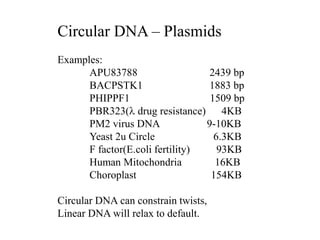 Circular DNA – Plasmids
Examples:
APU83788 2439 bp
BACPSTK1 1883 bp
PHIPPF1 1509 bp
PBR323( drug resistance) 4KB
PM2 virus DNA 9-10KB
Yeast 2u Circle 6.3KB
F factor(E.coli fertility) 93KB
Human Mitochondria 16KB
Choroplast 154KB
Circular DNA can constrain twists,
Linear DNA will relax to default.
 