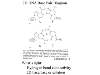 2D DNA Base Pair Diagram
Calladine 2.11
What’s right:
Hydrogen bond connectivity
2D base/base orientation
 
