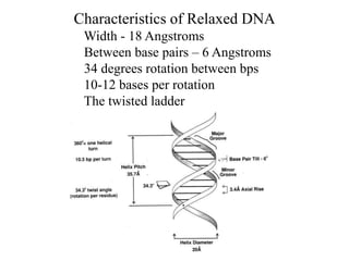 Characteristics of Relaxed DNA
Width - 18 Angstroms
Between base pairs – 6 Angstroms
34 degrees rotation between bps
10-12 bases per rotation
The twisted ladder
 