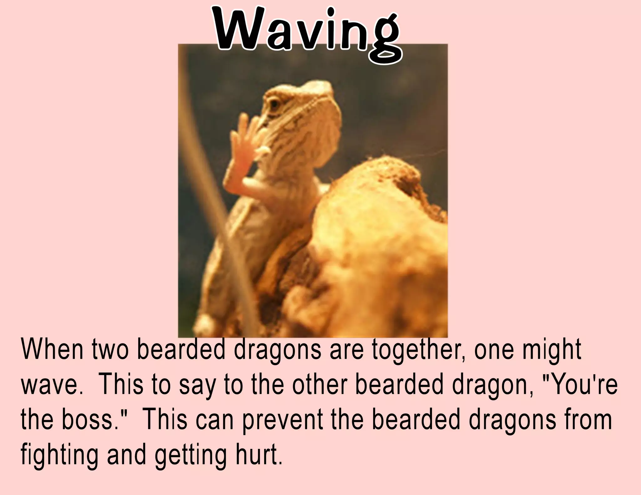 Bearded Dragon Behavior PPT