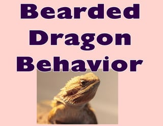 Bearded Dragon Behavior