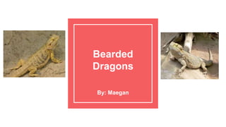 Bearded
Dragons
By: Maegan
 