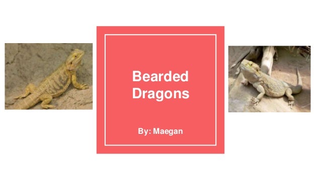 Bearded Dragon
